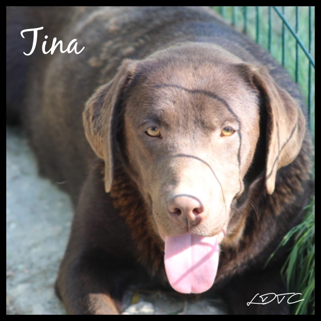 Tina De L'Amour Des Trois Chocolats