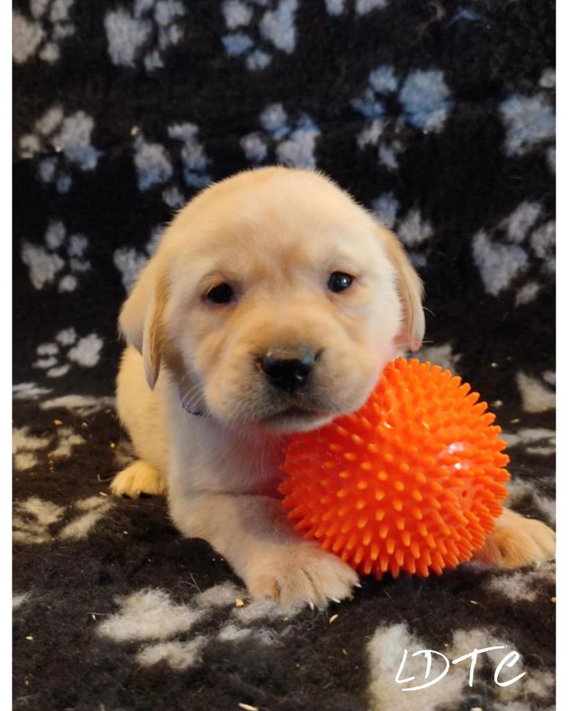 De L'Amour Des Trois Chocolats - Chiot disponible  - Labrador Retriever