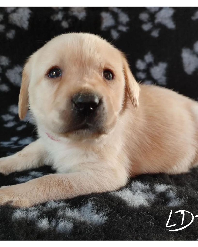 De L'Amour Des Trois Chocolats - Chiot disponible  - Labrador Retriever