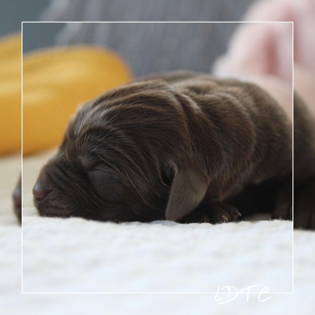 De L'Amour Des Trois Chocolats - Labrador Retriever - Portée née le 15/05/2025