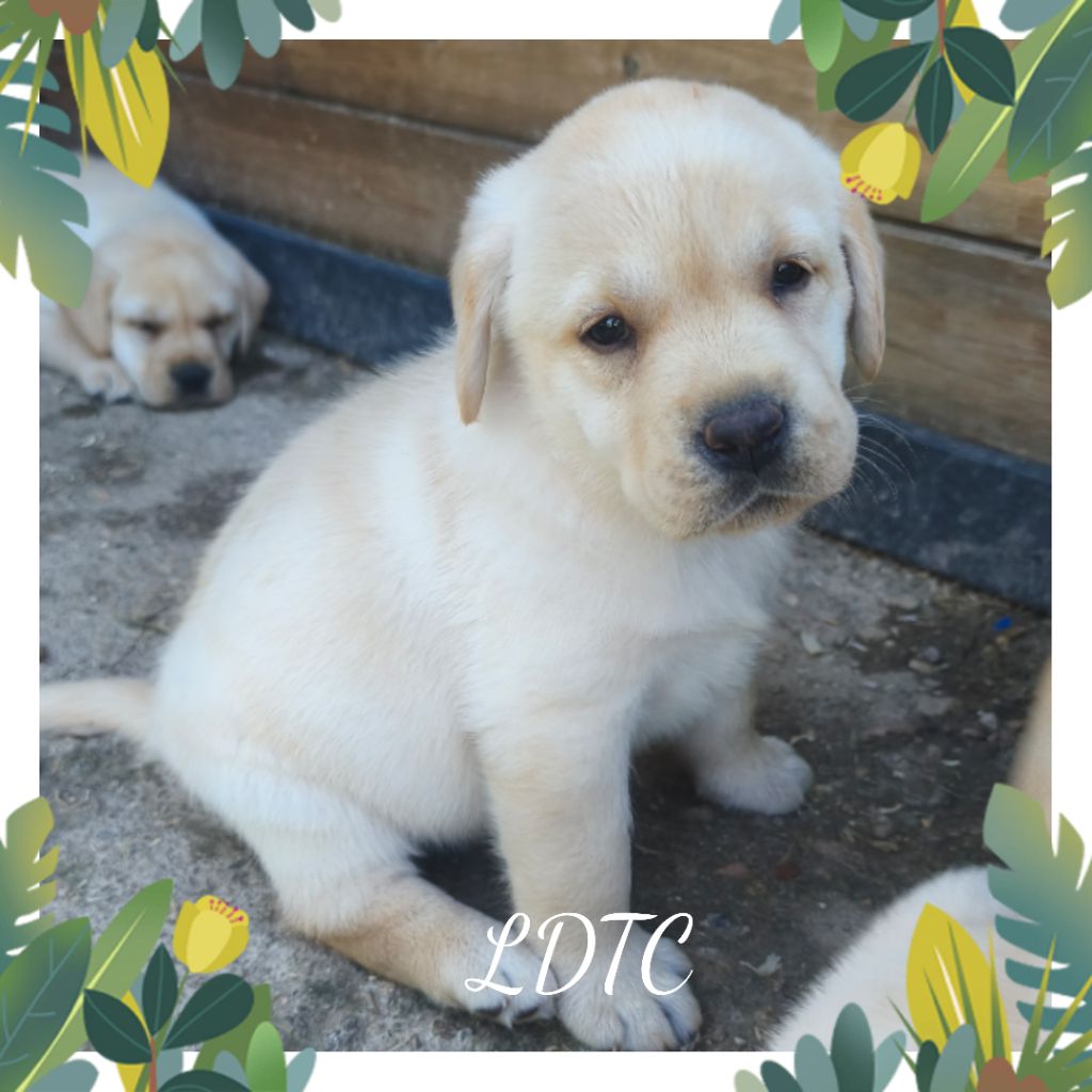 De L'Amour Des Trois Chocolats - Chiots disponibles - Labrador Retriever
