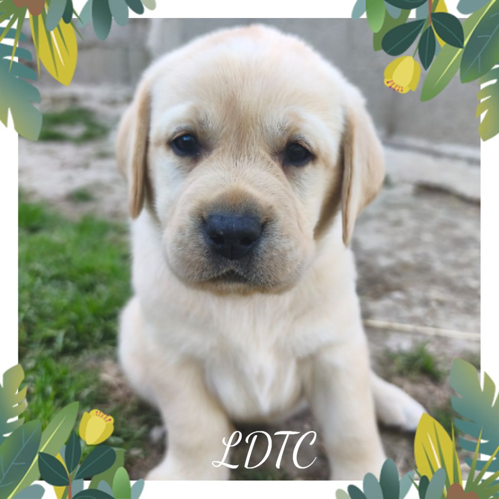 De L'Amour Des Trois Chocolats - Chiots disponibles - Labrador Retriever