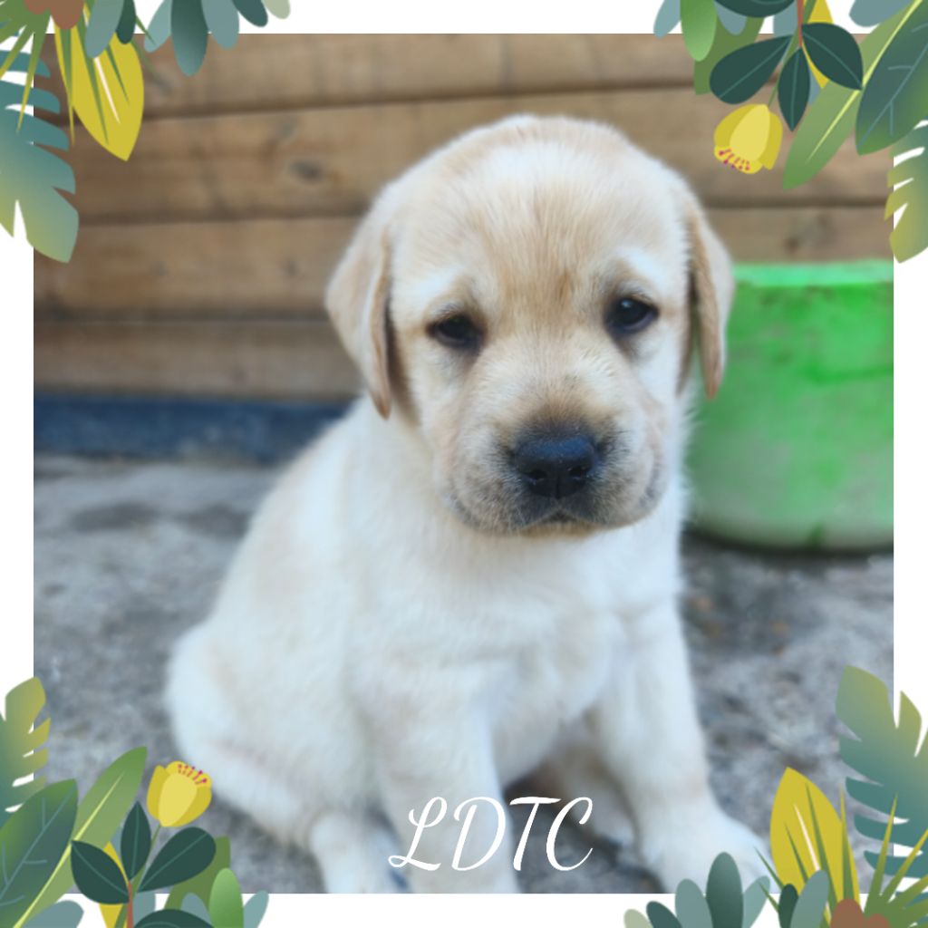 De L'Amour Des Trois Chocolats - Chiots disponibles - Labrador Retriever