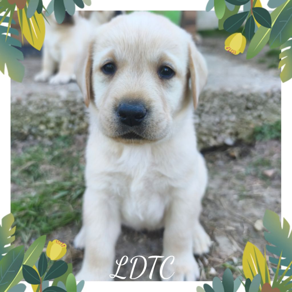 De L'Amour Des Trois Chocolats - Chiots disponibles - Labrador Retriever