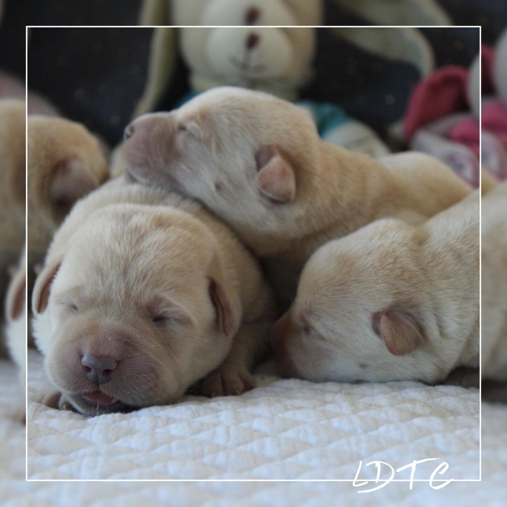 De L'Amour Des Trois Chocolats - Labrador Retriever - Portée née le 24/04/2025